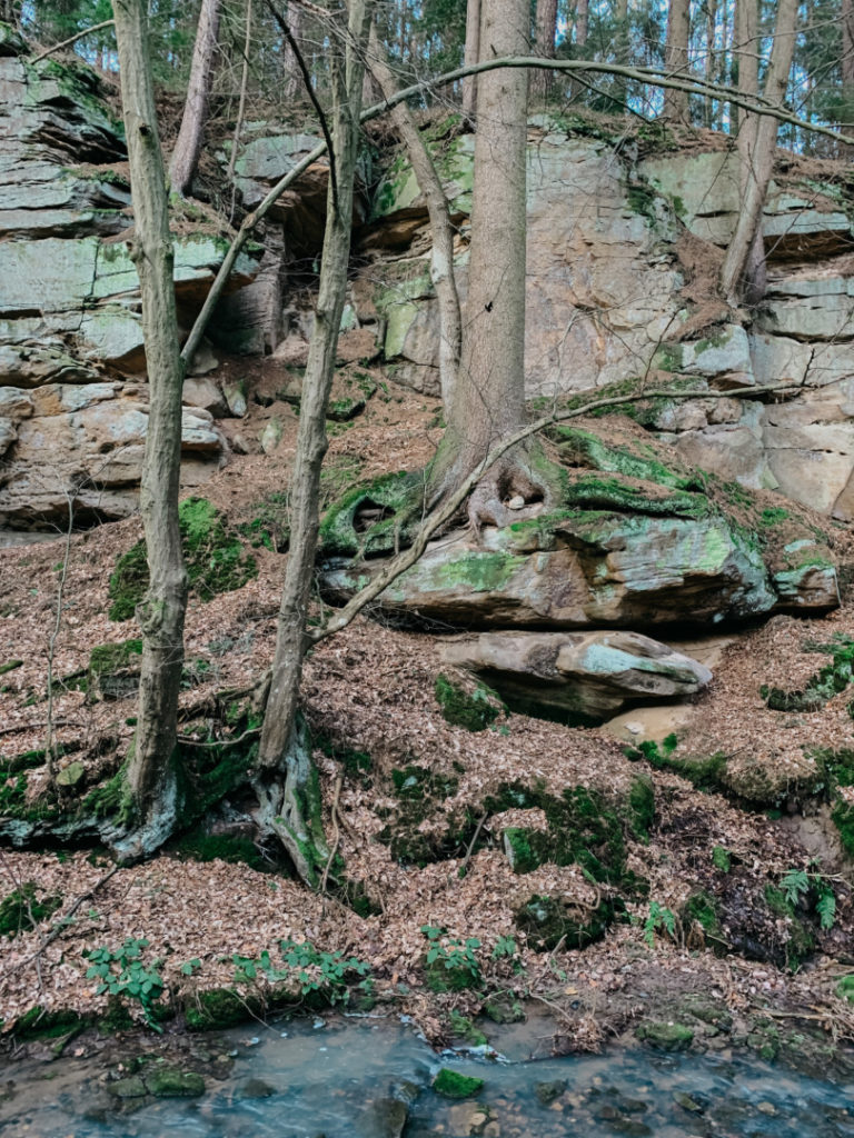 Wald und Felsen