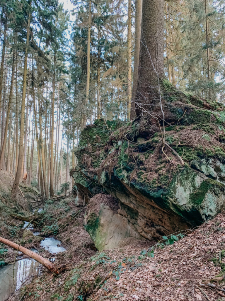 Baumwurzel im Wald